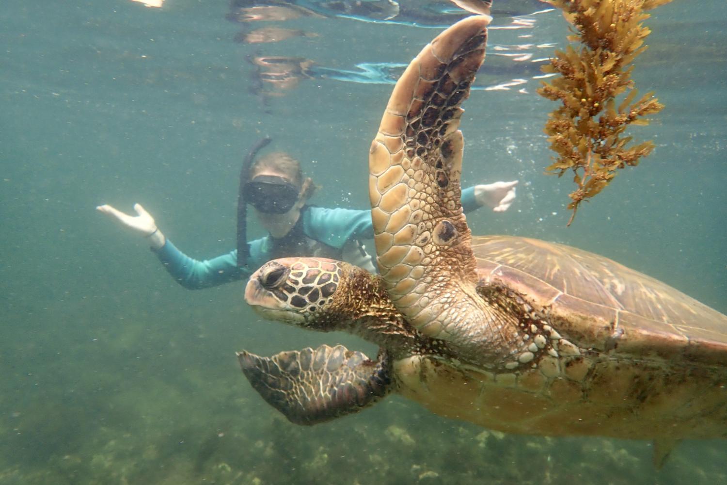 一名<a href='http://7k.customcomfortllc.net'>博彩网址大全</a>学生在Galápagos群岛游学途中与一只巨龟游泳.